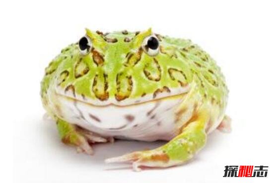 世界最萌宠物蛙，南美绿角蛙体型圆滚惹人爱(图片)