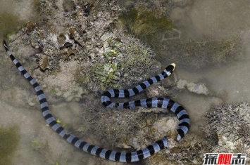 中国境内最毒海蛇，灰蓝扁尾海蛇比眼镜王蛇毒十倍