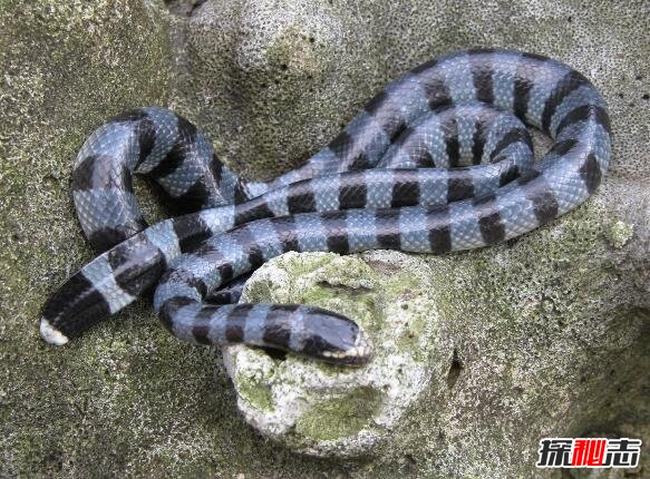中国境内最毒海蛇，灰蓝扁尾海蛇比眼镜王蛇毒十倍