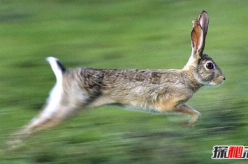 世界上最快的兔子，欧洲野兔极速能达到每秒20米