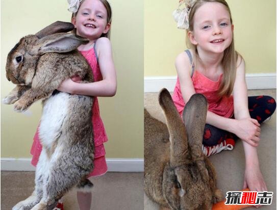 世界上最大的兔子，大流士兔子体长1.2米重达45斤