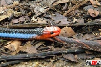 世界上毒腺最大的蛇，蓝长腺珊瑚蛇(身体的1/3都是毒液)