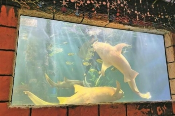 3米长鲨鱼排便过猛致脱肛,运动过猛会导致脱肛吗
