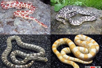 最受欢迎的宠物蛇玉米蛇，极易变异的无毒观赏蛇(图片)