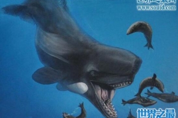 远古巨兽梅尔维尔鲸，一个脑袋就长3米(牙齿长0.4米)