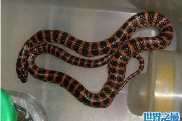 赤练蛇浑身红黑相交，是一种比较常见的微毒蛇