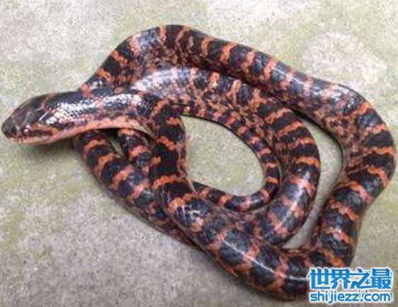 赤练蛇浑身红黑相交，是一种比较常见的微毒蛇