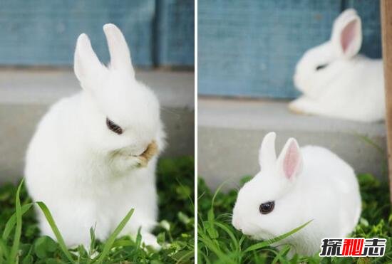 世界上最小的兔子，荷兰侏儒兔长大净重1.2千克(掌上萌宠)