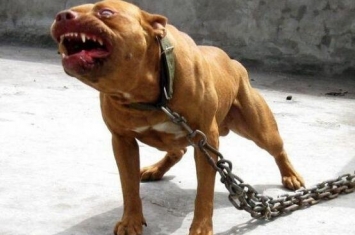世界上最凶猛的狗排名，比特犬数分钟咬死藏獒(视频)