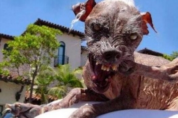 世界上最丑的狗排行榜，丑鬼山姆让人看到想吐(图片)