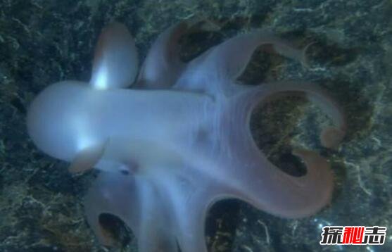 世界上最萌的章鱼，小飞象章鱼(耳朵巨大遇到危险会发光)