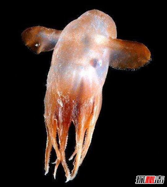 世界上最萌的章鱼，小飞象章鱼(耳朵巨大遇到危险会发光)