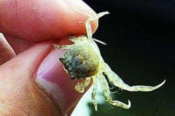 世界上最小的螃蟹，豆蟹仅黄豆大小寄生贝类(视频)