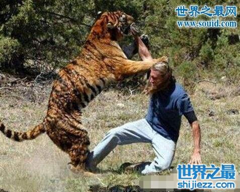 世界各地出现的老虎吃人真实视频，生命是如此脆弱