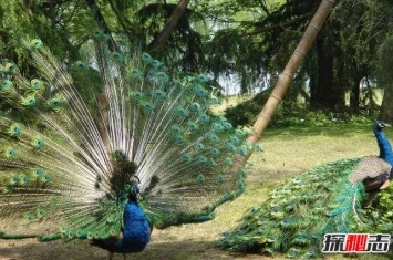 世界上最漂亮的孔雀，绿孔雀开屏简直美出天境(附图)