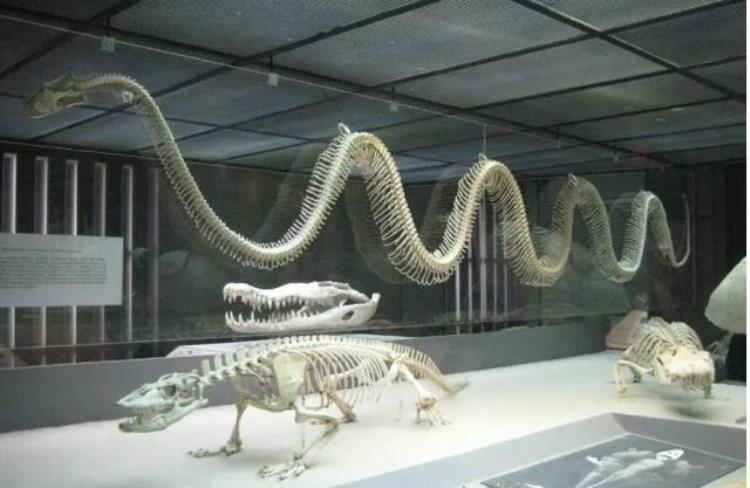 地球史上最大的蛇有多大重达1吨长达14米以巨鳄为食物,地球上现存最巨大的蛇有多大