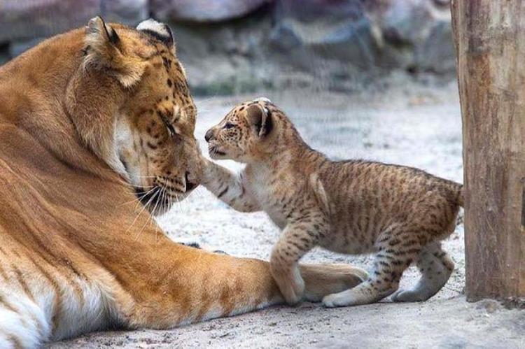 狮虎兽比狮子大多少,狮虎兽vs狮子谁厉害