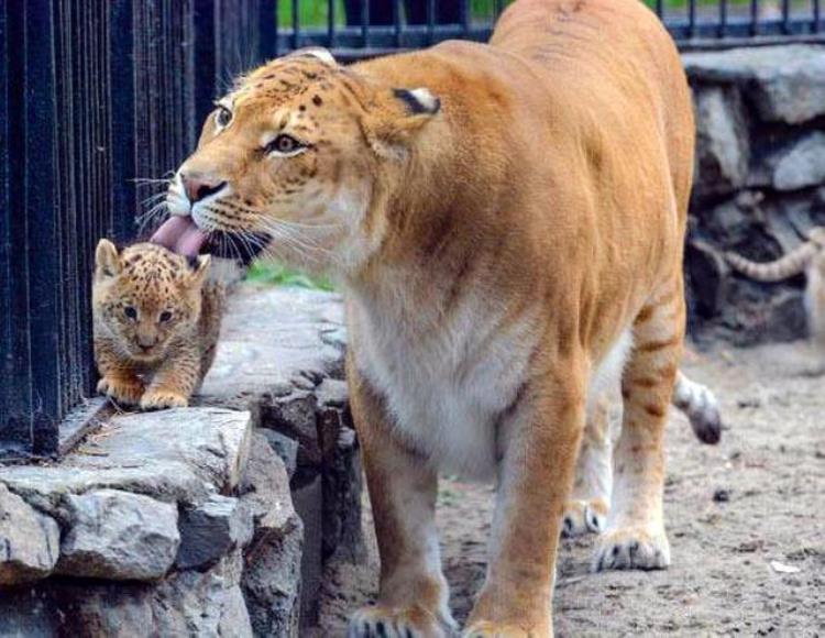 狮虎兽比狮子大多少,狮虎兽vs狮子谁厉害