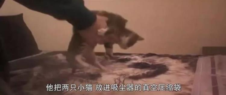 关于虐猫事件的新闻「网红杀人事件变态男虐猫杀人中国留学生被肢解案最新进展」