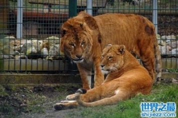 世界上最大的猫科动物狮虎兽vs虎狮兽，虎狮兽厉害