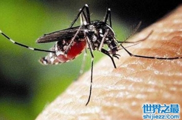 白天祸害人的花蚊子，携带了新型登革热病毒(小心)