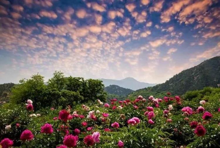 北京香山植物园牡丹「济南去哪里看牡丹花」