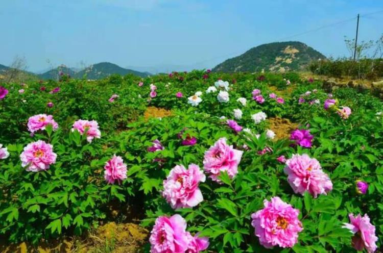 北京香山植物园牡丹「济南去哪里看牡丹花」