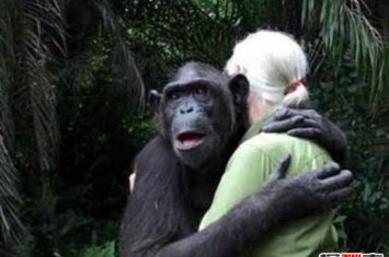世界上最聪明的动物排名，黑猩猩仅次于人类智商/同一祖先