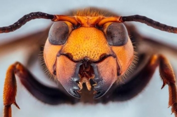 大黄蜂泡酒有毒吗,大黄蜂的毒性有多严重