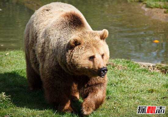 世界上最大的熊，科迪亚克棕熊高达3米(重达2400斤)
