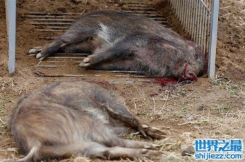 观日本猎杀变异野猪事件，猎杀场面你一定不想看
