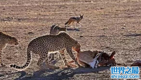 非洲鬣狗VS猎豹，一只非洲鬣狗完爆三只猎豹(套图)