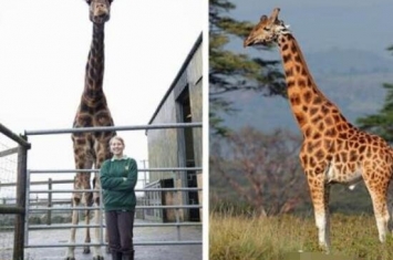世界最高长颈鹿，高达6米(世界上最大长颈鹿/太高被嫌弃)
