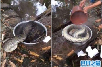 缅甸蟒蛇被村民直接用开水烫，画面是你从未看过的
