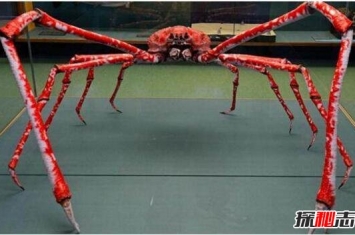 世界上最大的蟹，日本巨型蟹蜘蛛(长达4.2米/不食人)