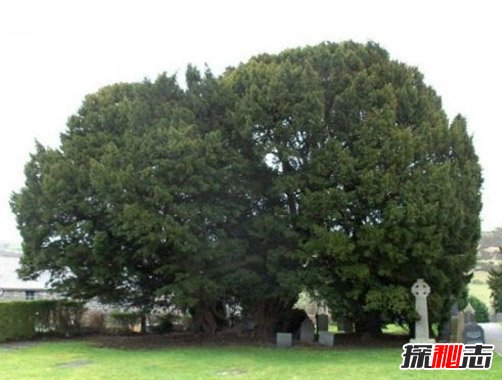 世界上最古老的树排名，欧洲云杉树龄近万岁（未停止生长）