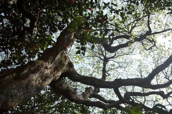 世界上最稀有的树：普陀鹅耳枥,全球仅此一颗(观音所种)