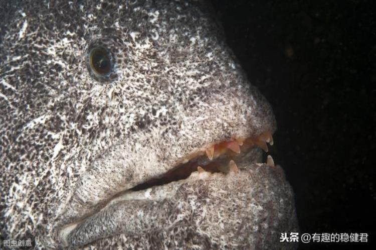 鳗鱼是濒危动物吗,海洋动物狼鳗