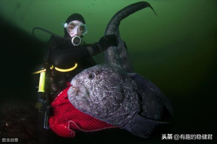 鳗鱼是濒危动物吗,海洋动物狼鳗