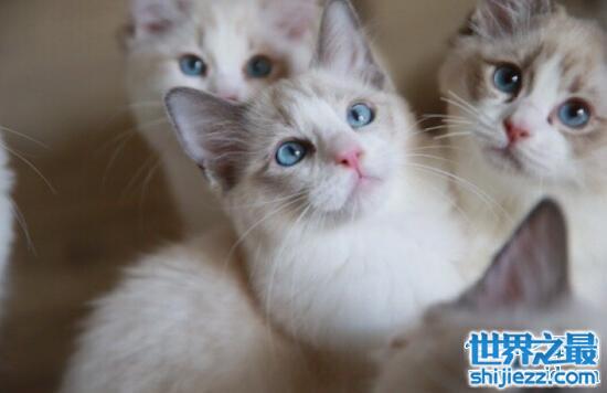 蓝眼睛的猫是什么品种，为什么蓝眼猫都是聋子
