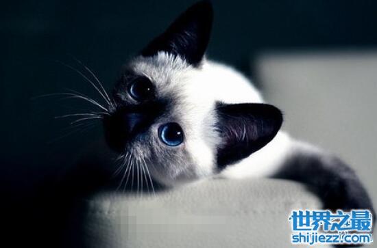 蓝眼睛的猫是什么品种，为什么蓝眼猫都是聋子