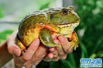 世界第二大蛙非洲牛蛙，不仅吃肉而且还吃人