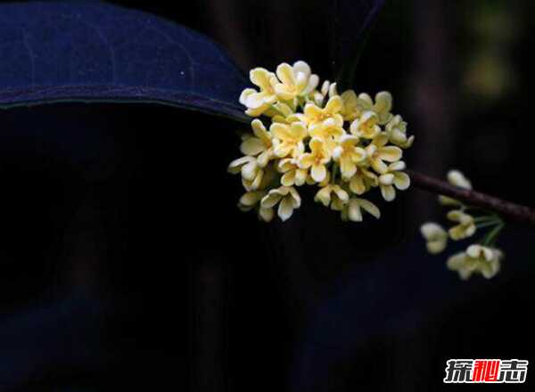 什么花最罕见?盘点世界上十大最罕见之花(附图片)