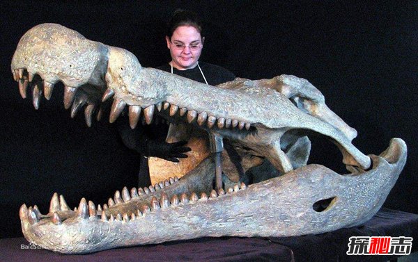 史前五大恐怖鳄鱼 恐龙都是它们盘中餐