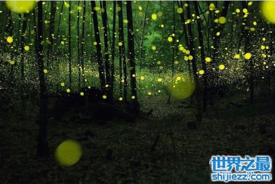 萤火虫为什么会发光，在有限的时间寻找自己的伴侣
