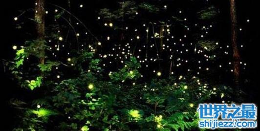 萤火虫为什么会发光，在有限的时间寻找自己的伴侣