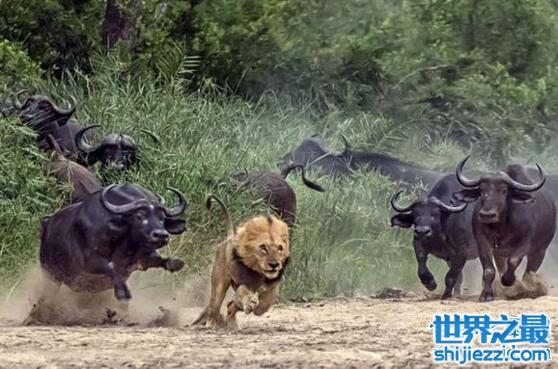 非洲水牛完虐狮子，非洲五大兽它才是霸主(视频)