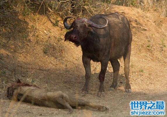 非洲水牛完虐狮子，非洲五大兽它才是霸主(视频)