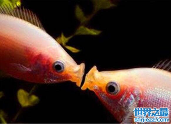 观赏鱼界的翘楚亲嘴鱼，新手也能养好接吻鱼的方法