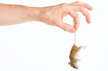 物理灭老鼠最好的方法,灭鼠技巧